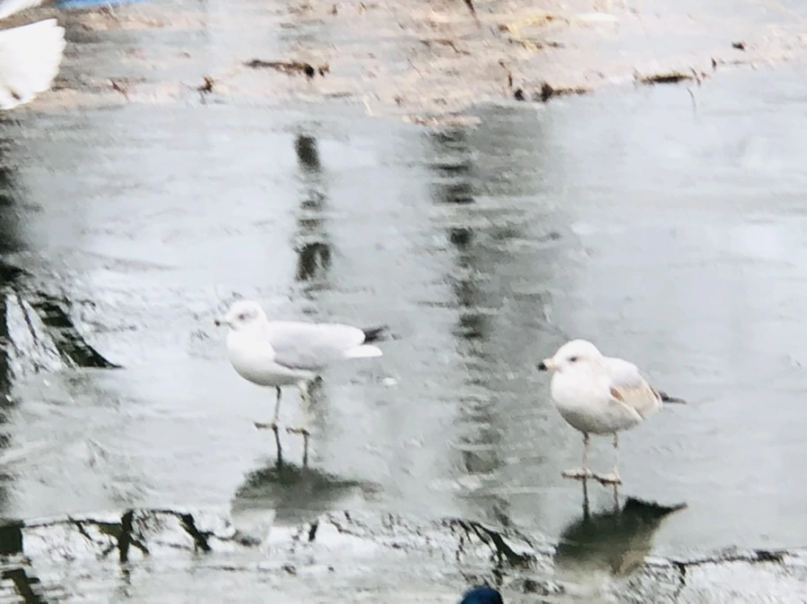 IMG_8972.jpg?type=w966