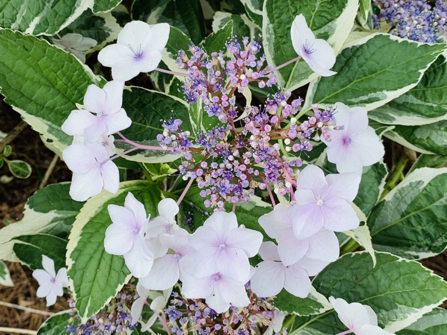 IMG_2642.jpg?type=w966