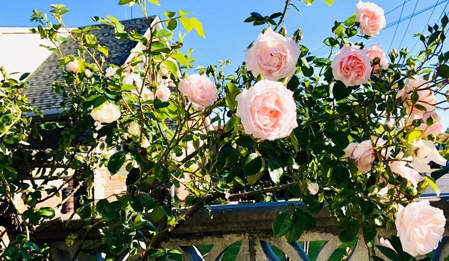 IMG_8422.jpg?type=w966