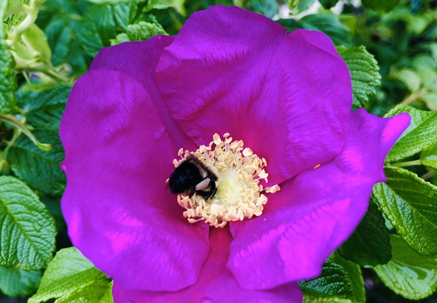 IMG_7530.jpg?type=w966