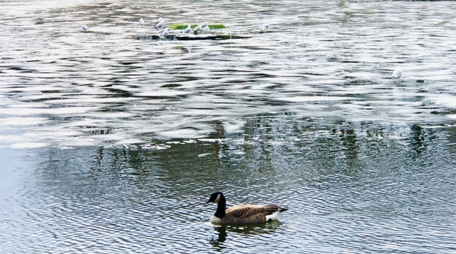 IMG_5101.jpg?type=w966