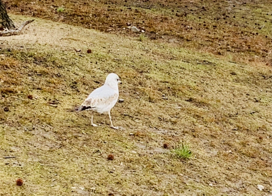 IMG_2072.jpg?type=w966