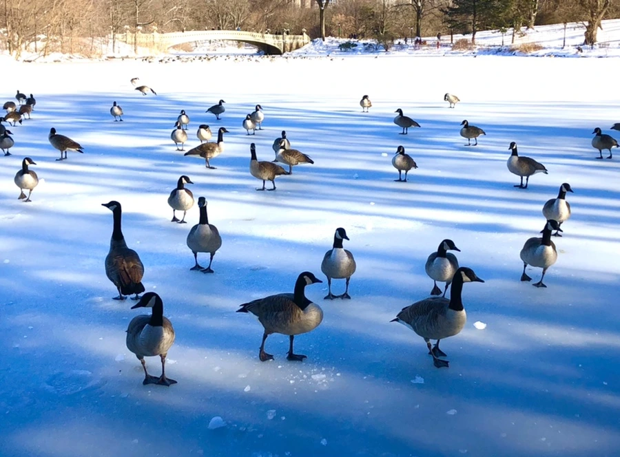 IMG_9915.jpg?type=w966