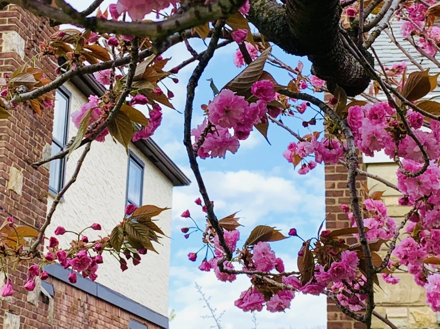 IMG_4380.jpg?type=w966