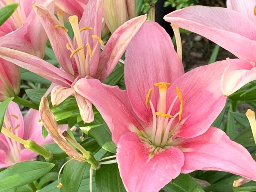 IMG_5686.jpg?type=w966