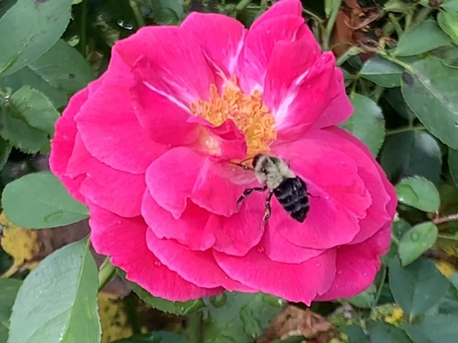 IMG_8494.jpg?type=w966