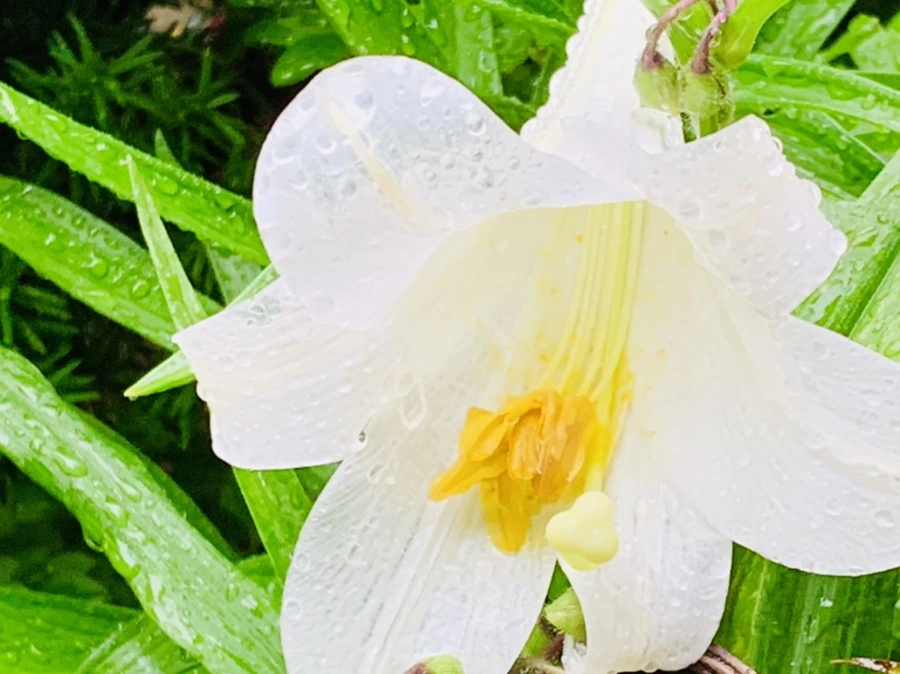 IMG_0134.jpg?type=w966