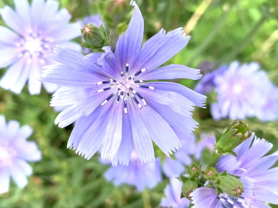 IMG_2274.jpg?type=w966