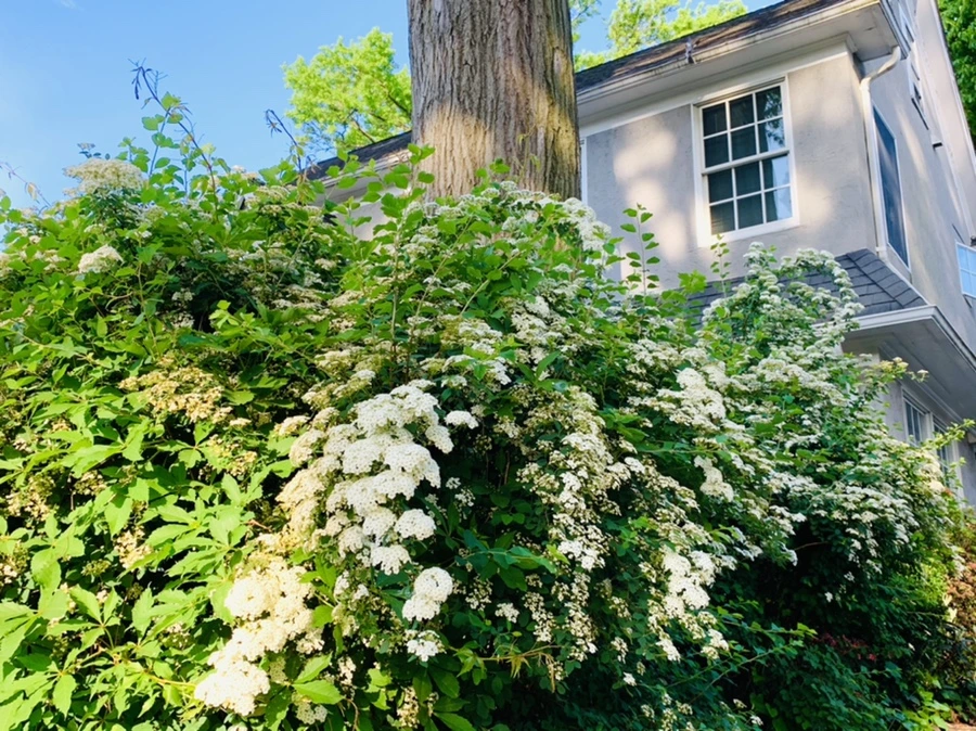 IMG_4563.jpg?type=w966