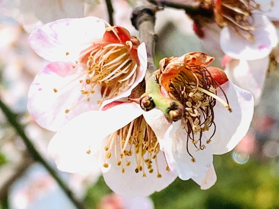 IMG_4219.jpg?type=w966