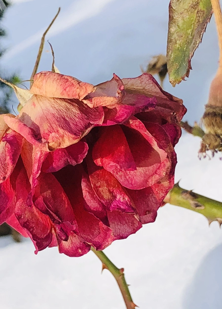 IMG_7735.jpg?type=w966