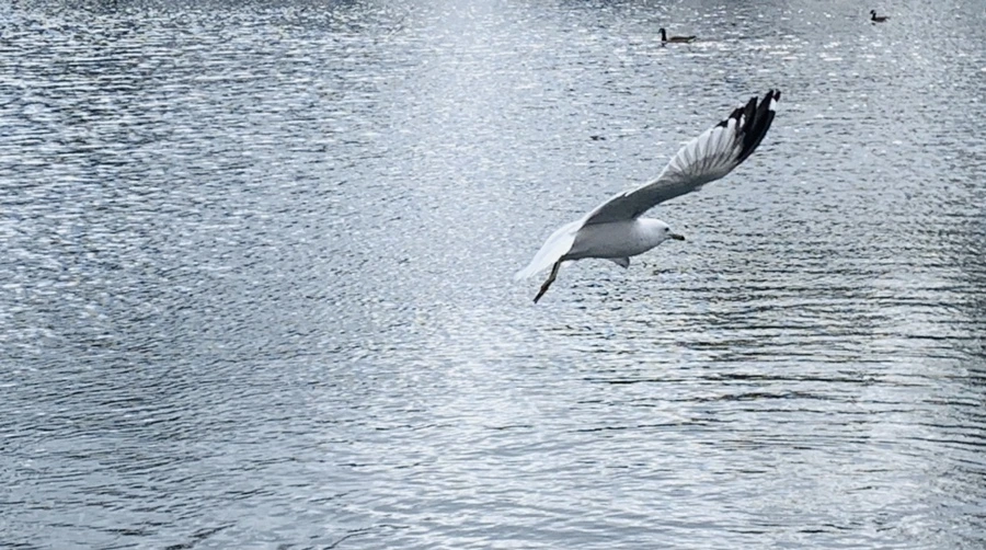 IMG_7976.jpg?type=w966