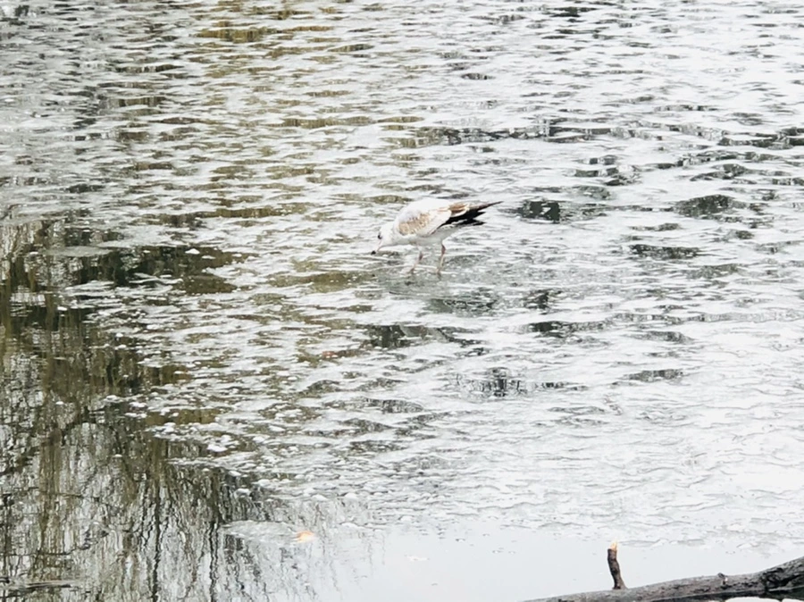 IMG_5570.jpg?type=w966