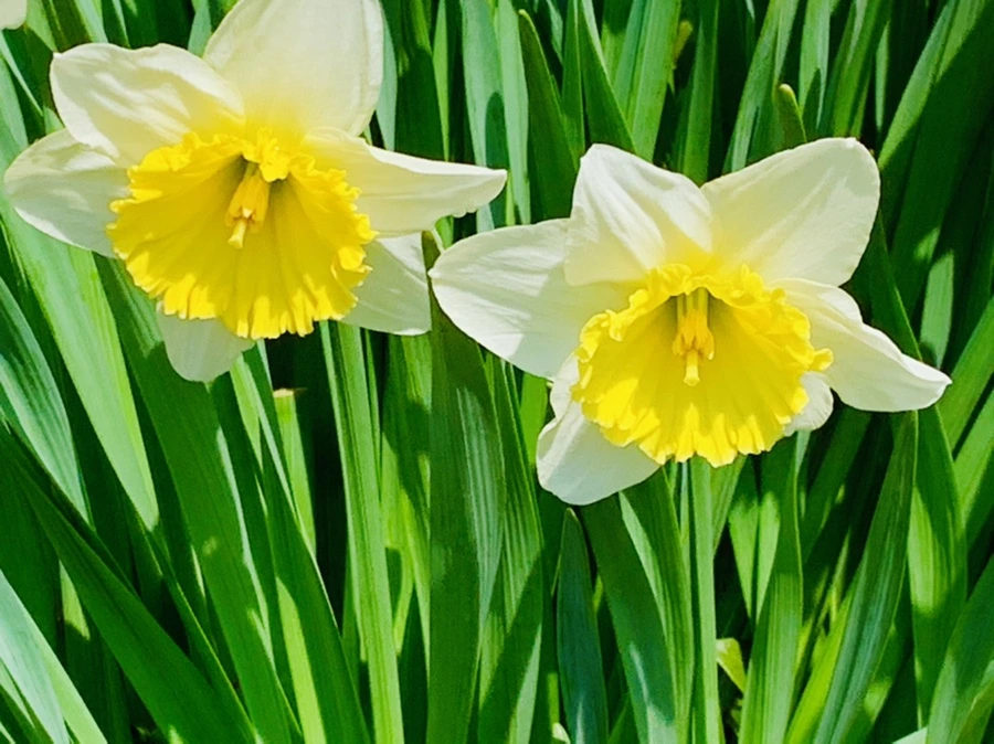 IMG_4298.jpg?type=w966