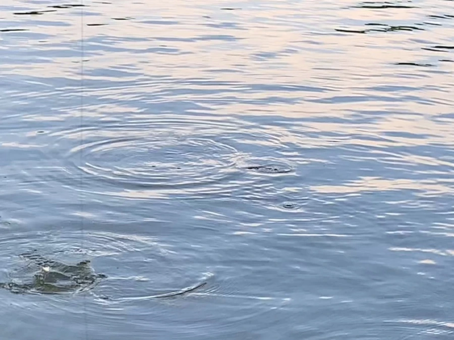 IMG_1677.jpg?type=w966