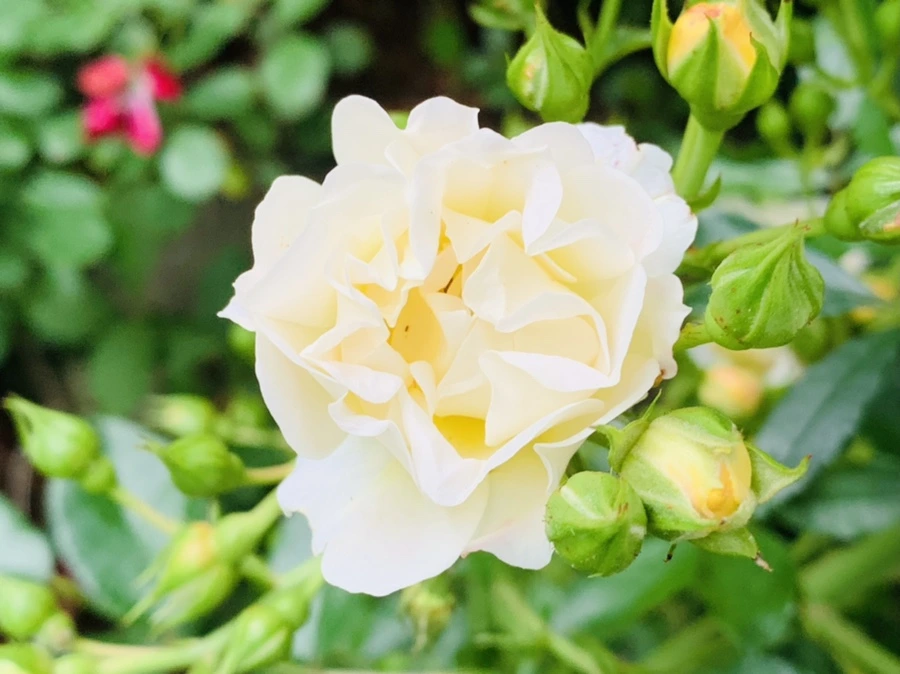 IMG_2528.jpg?type=w966