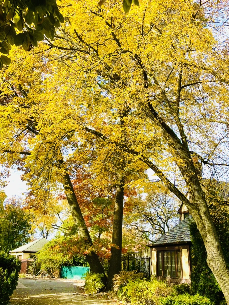 IMG_2238.jpg?type=w966