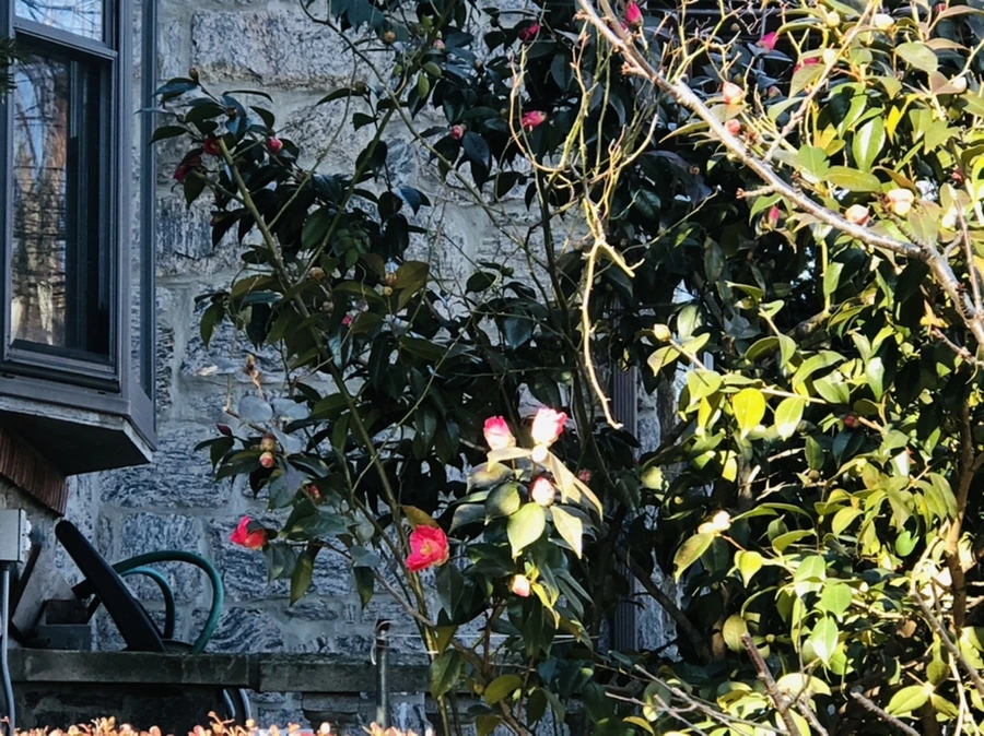 IMG_0322.jpg?type=w966