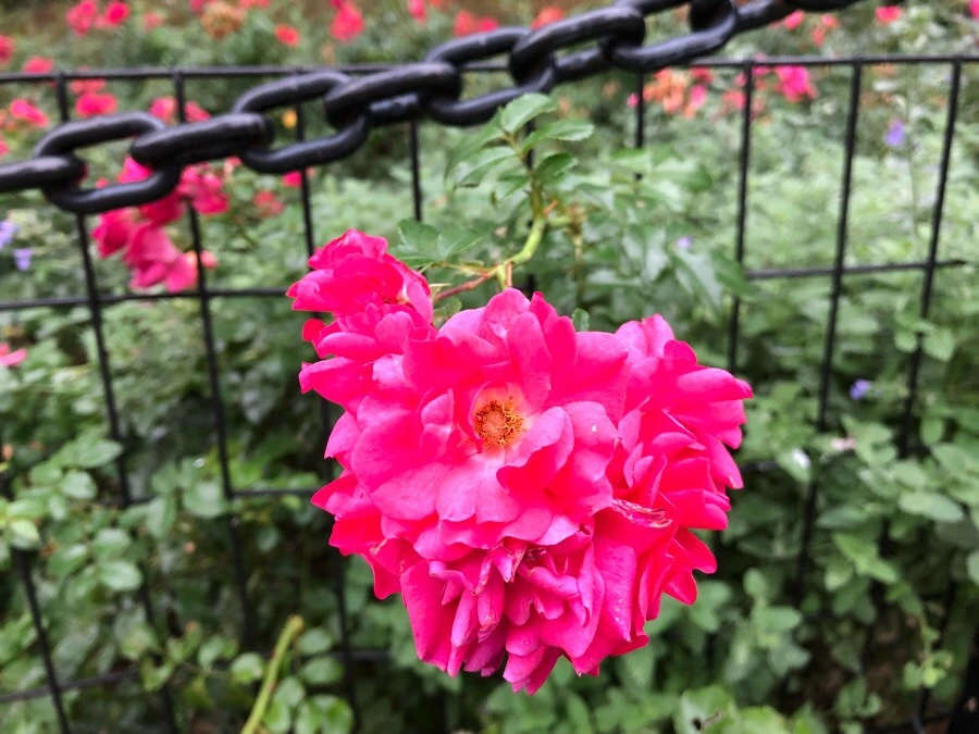 IMG_6022.jpg?type=w966