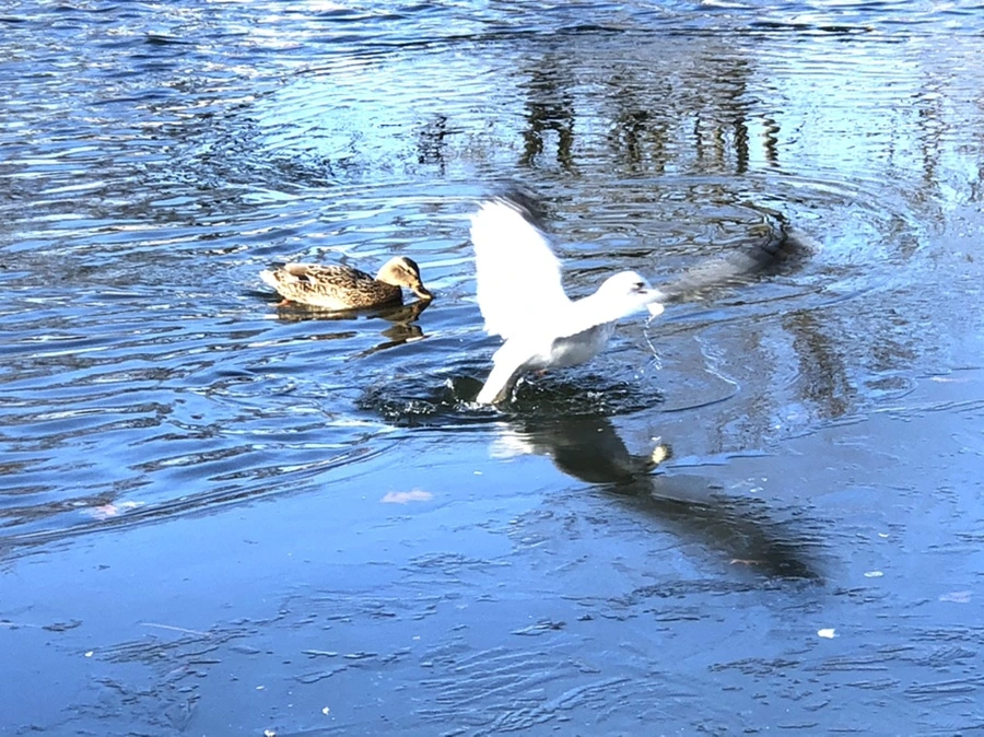 IMG_0590.jpg?type=w966