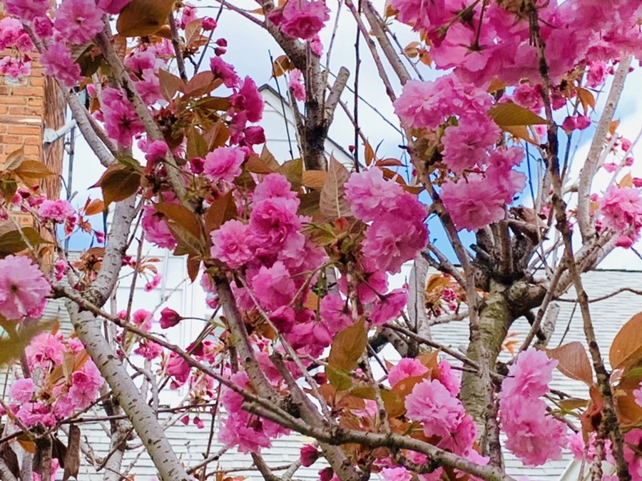 IMG_4373.jpg?type=w966