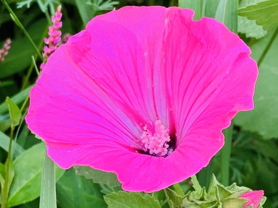 IMG_7263.jpg?type=w966