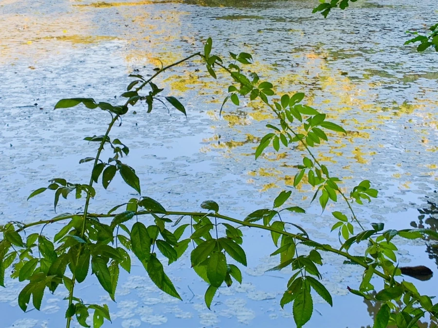 IMG_7193.jpg?type=w966