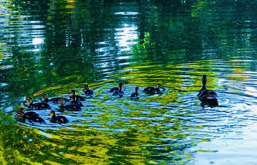 IMG_2584.jpg?type=w966