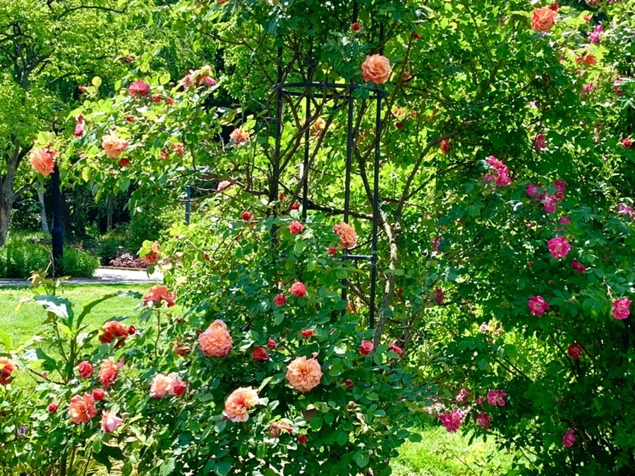 IMG_5867.jpg?type=w966