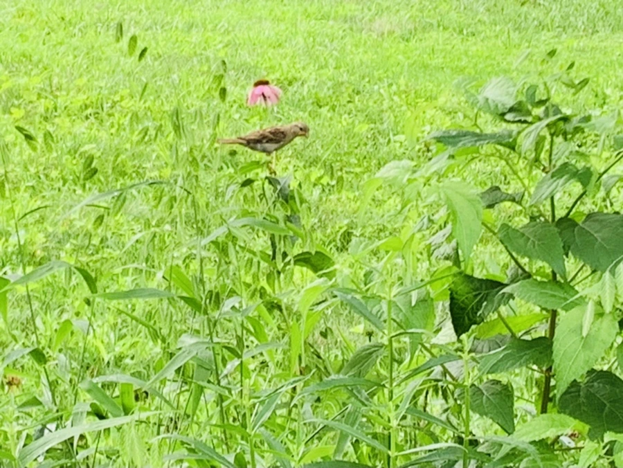 IMG_1018.jpg?type=w966