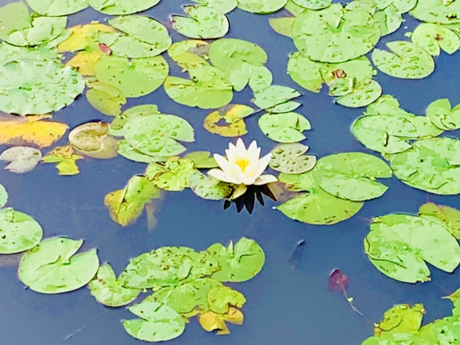 IMG_4450.jpg?type=w966