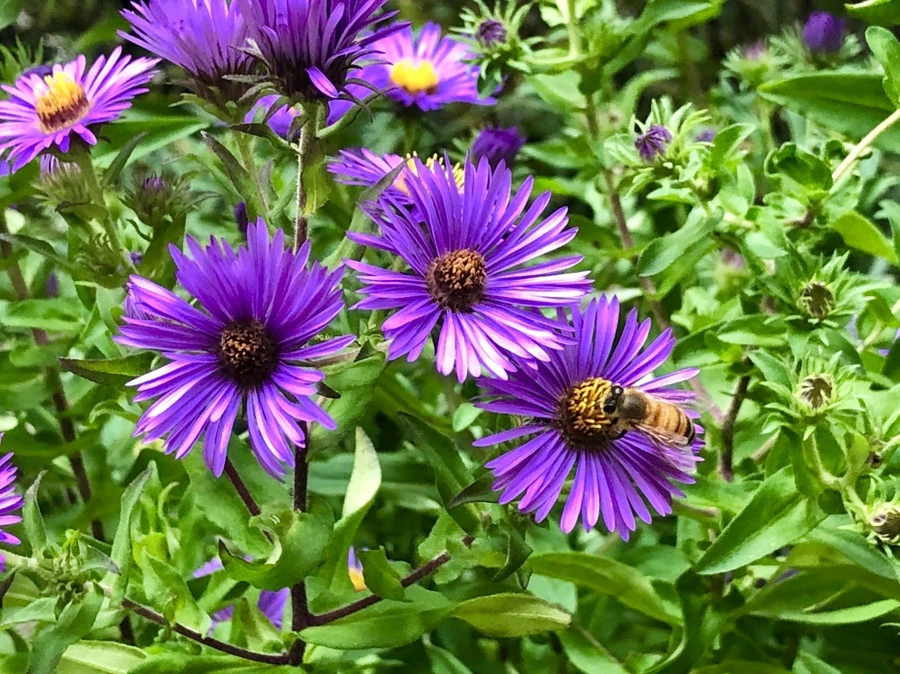 IMG_0510.jpg?type=w966