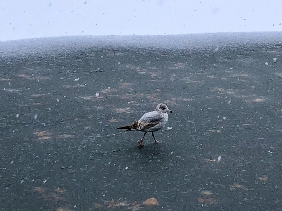 IMG_5959.jpg?type=w966