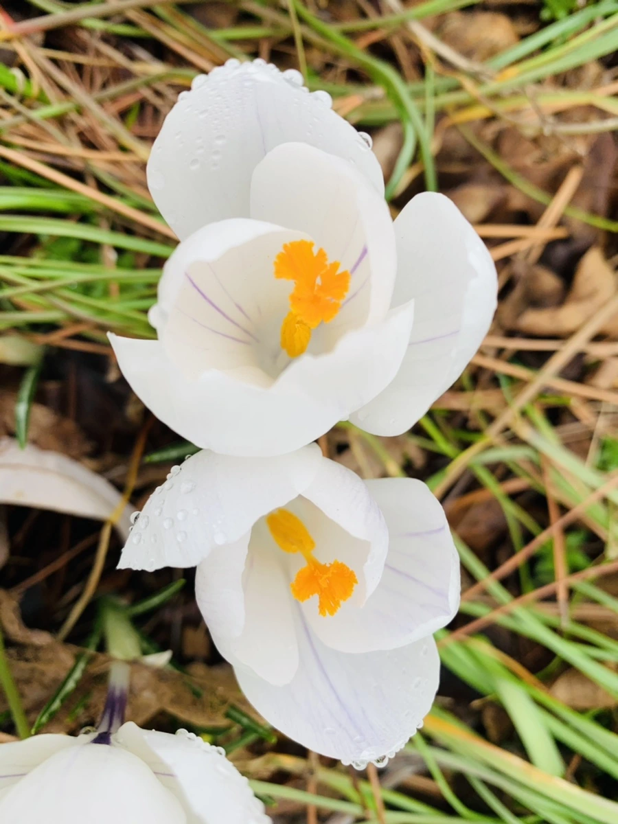 IMG_3784.jpg?type=w966