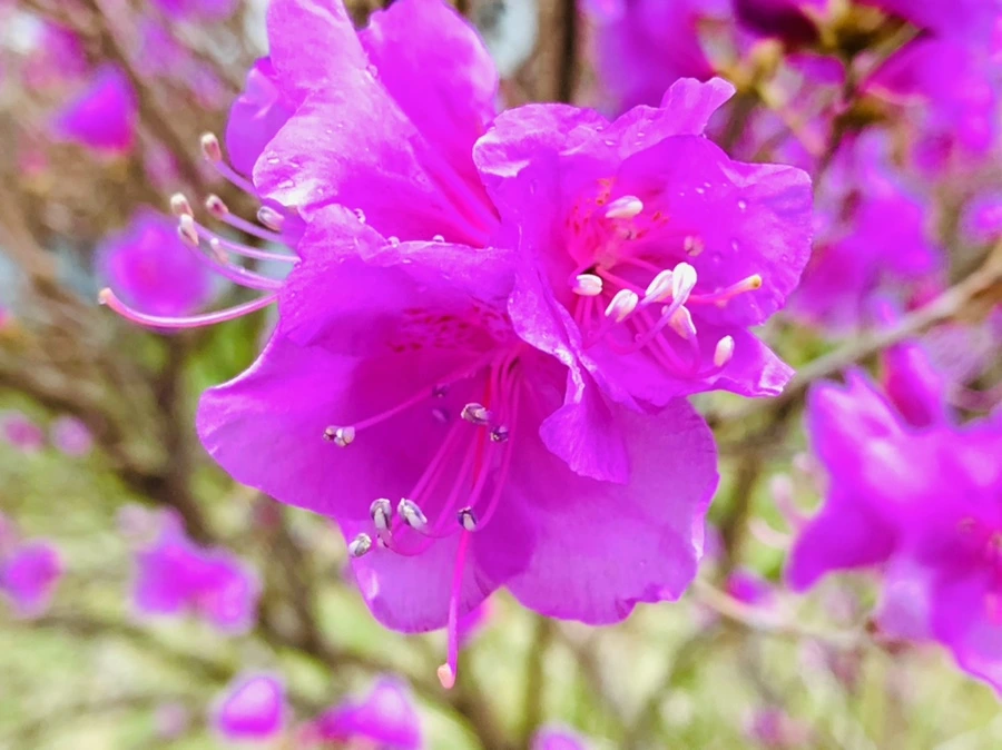 IMG_4757.jpg?type=w966