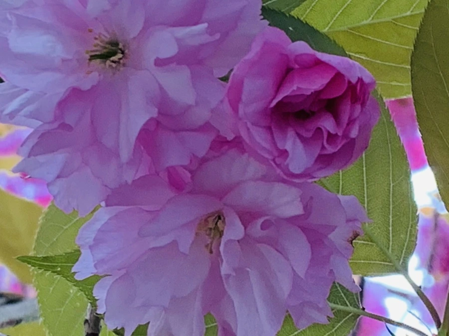 IMG_7365.jpg?type=w966