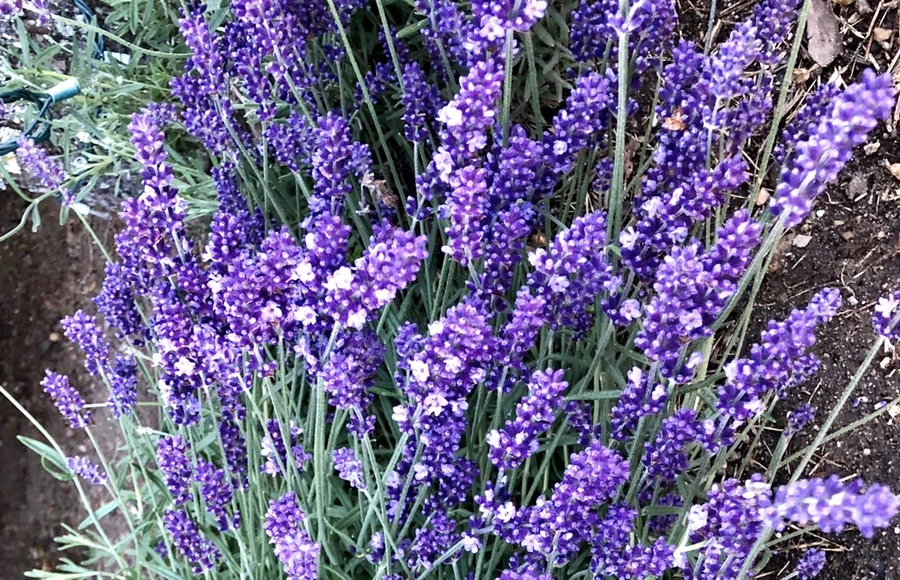 IMG_8367.jpg?type=w966