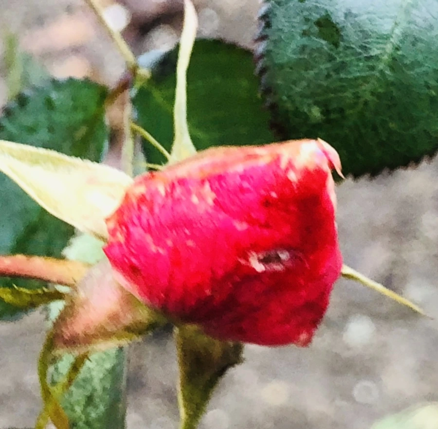 IMG_8084.jpg?type=w966