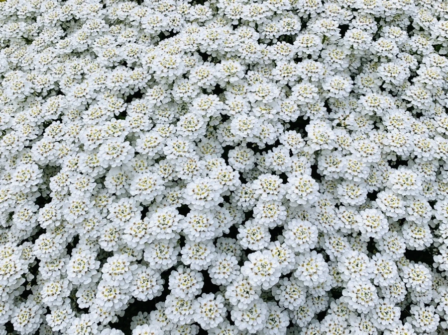 IMG_3988.jpg?type=w966