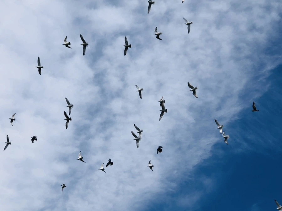 IMG_4719.jpg?type=w966