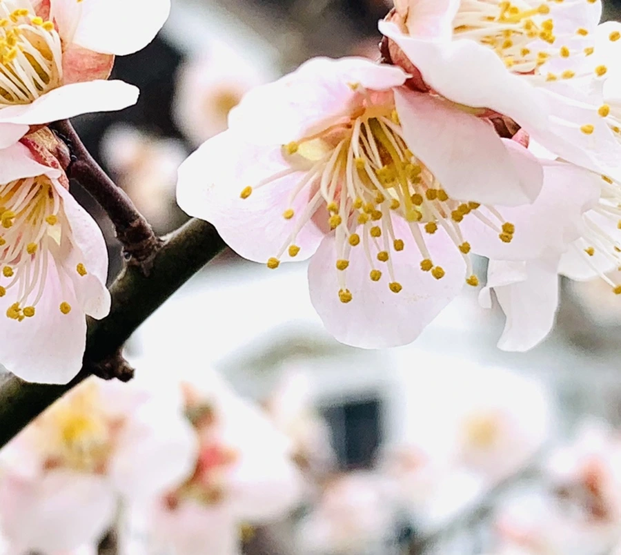 IMG_1704.jpg?type=w966