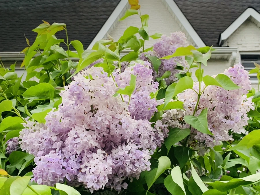 IMG_8130.jpg?type=w966