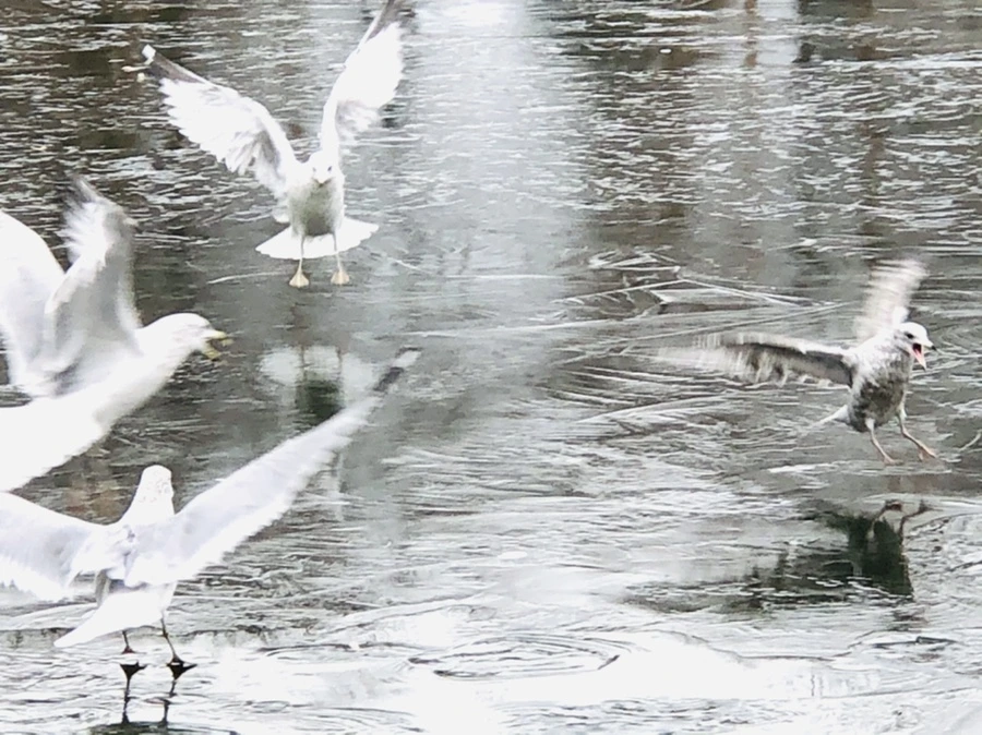 IMG_8959.jpg?type=w966