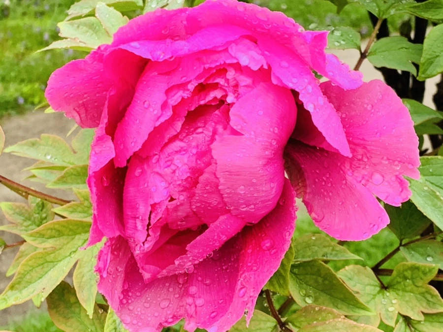 IMG_9390.jpg?type=w966