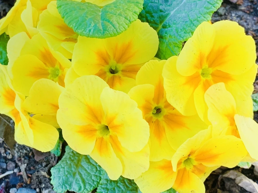 IMG_4099.jpg?type=w966