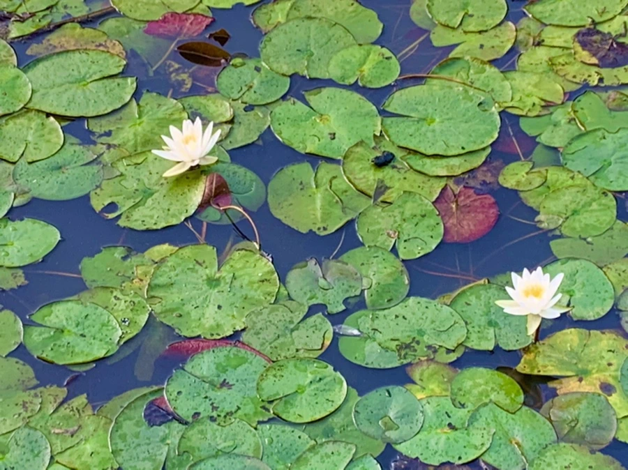 IMG_0778.jpg?type=w966