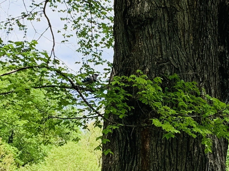 IMG_8809.jpg?type=w966