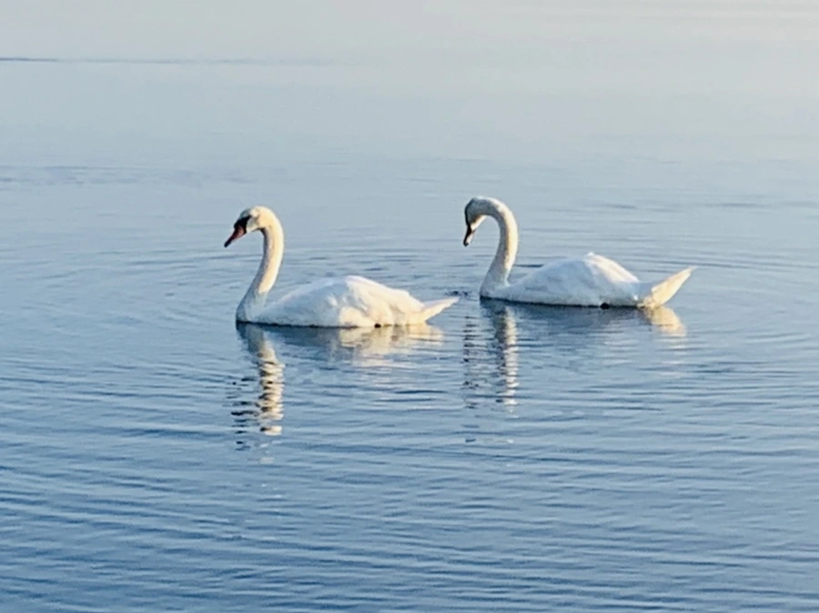 IMG_4229.jpg?type=w966