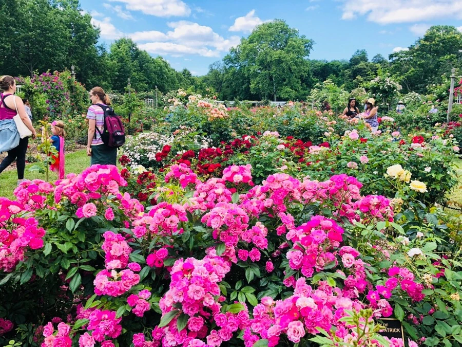 IMG_7875.jpg?type=w966