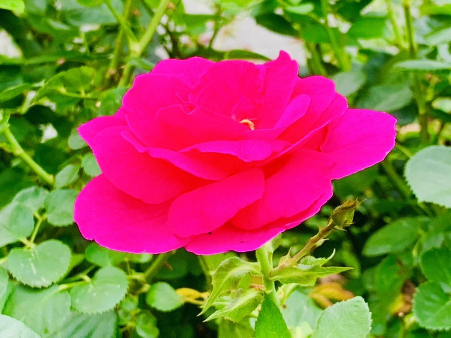 IMG_2699.jpg?type=w966